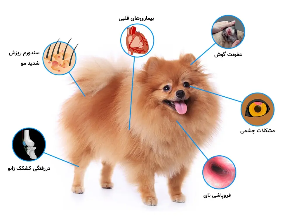 انواع بیماریهای مختلف pomeranian
