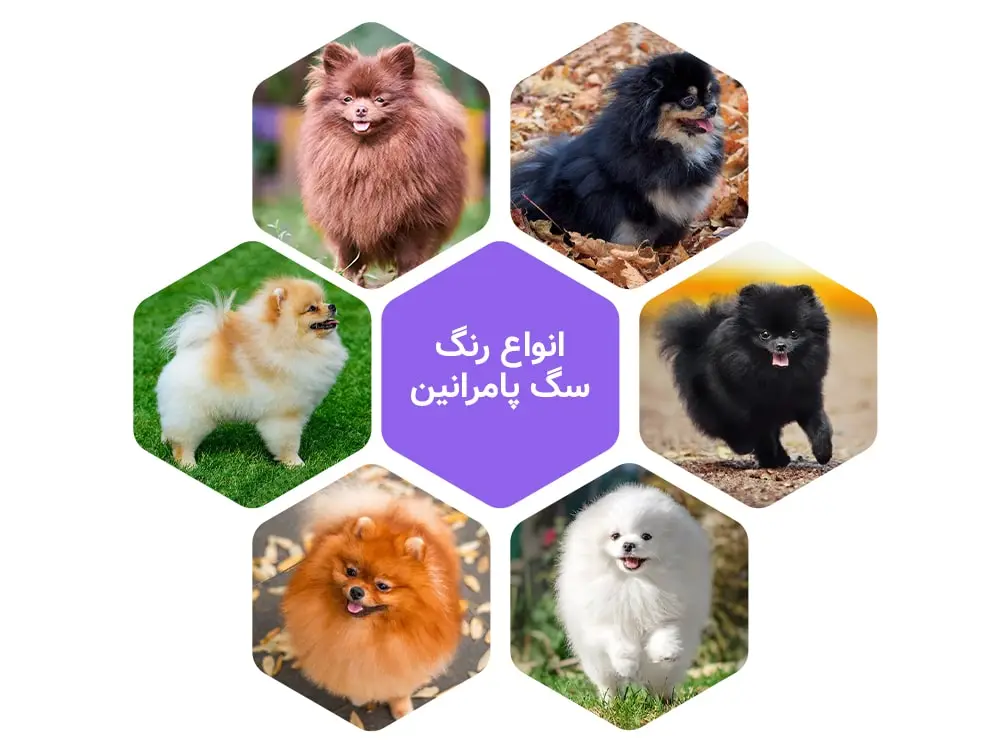 نژاد پامرانیان در رنگهای مختلف