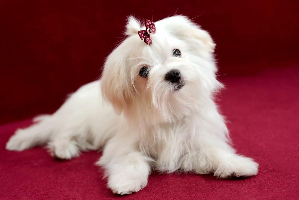 سگ نژاد Maltese
