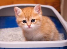 آیا اسهال گربه خطرناکه؟4 روش درمان خانگی + 6 علت اسهال گربه