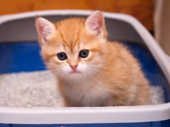 آیا اسهال گربه خطرناکه؟4 روش درمان خانگی + 6 علت اسهال گربه