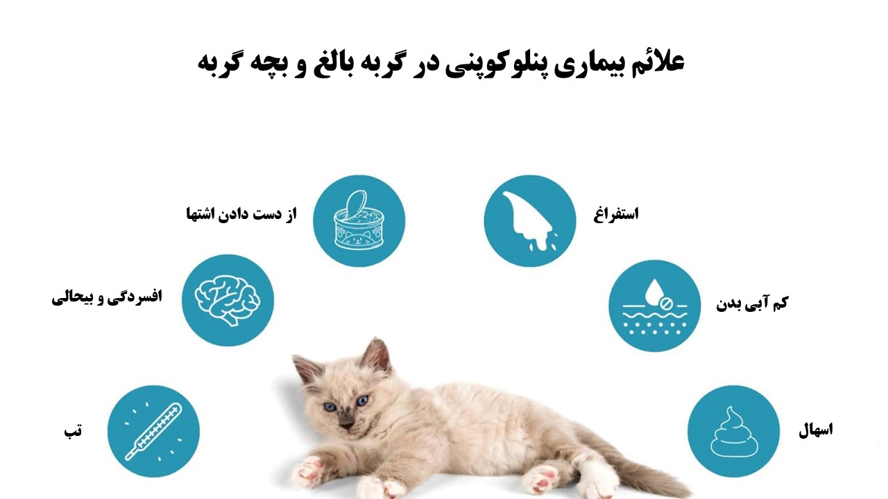علائم بیماری پنلوکوپنی در گربه بالغ و بچه گربه