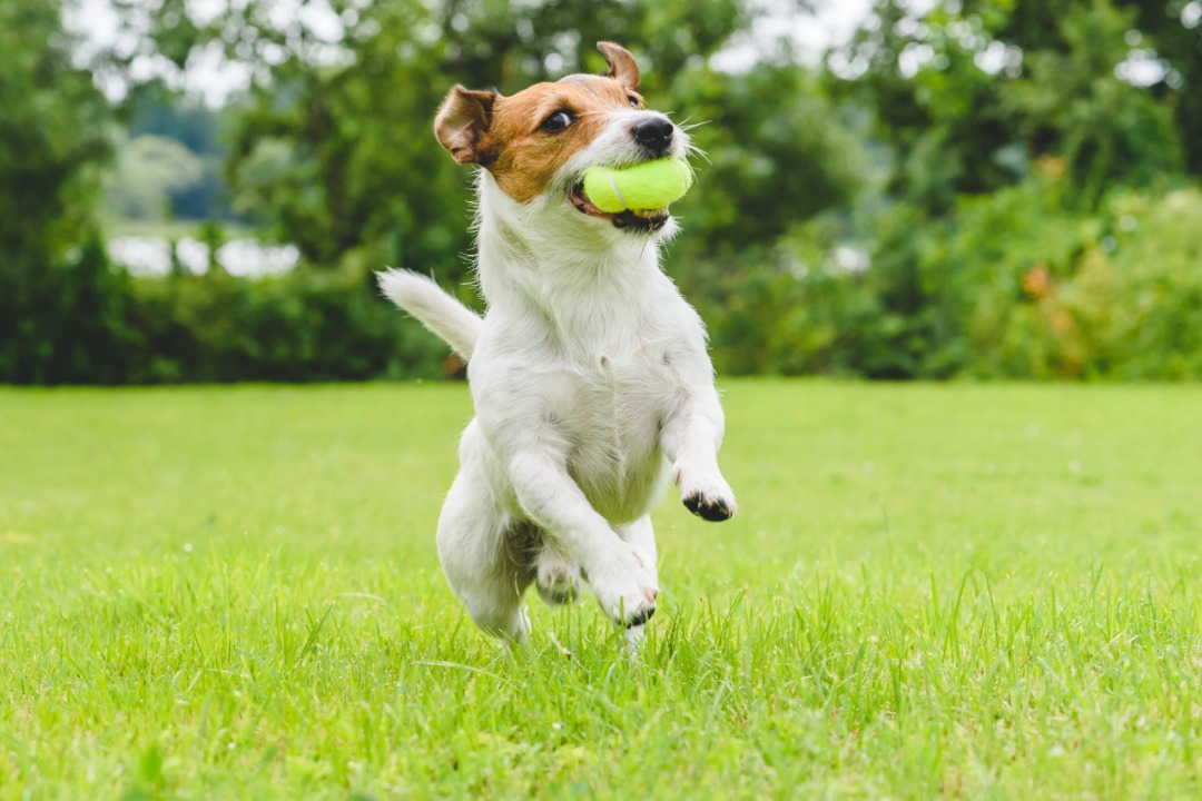 Jack Russell در حال دویدن و بازی