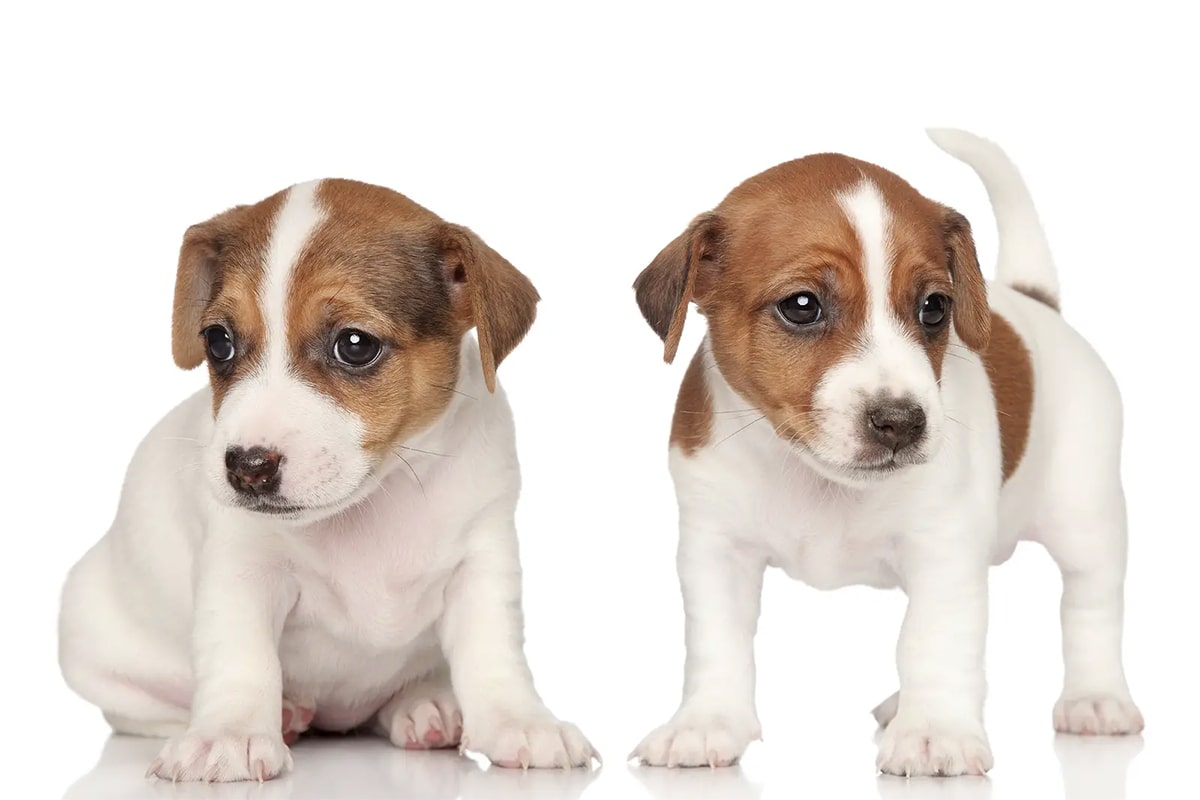 توله سگ نژاد جک راسل terrier