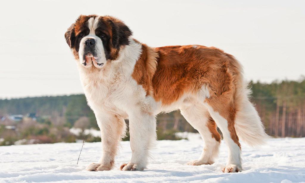 سگ saint Bernard در برف