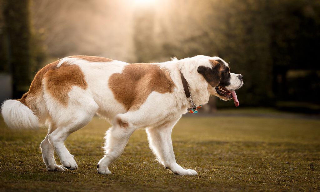 سگ St Bernard