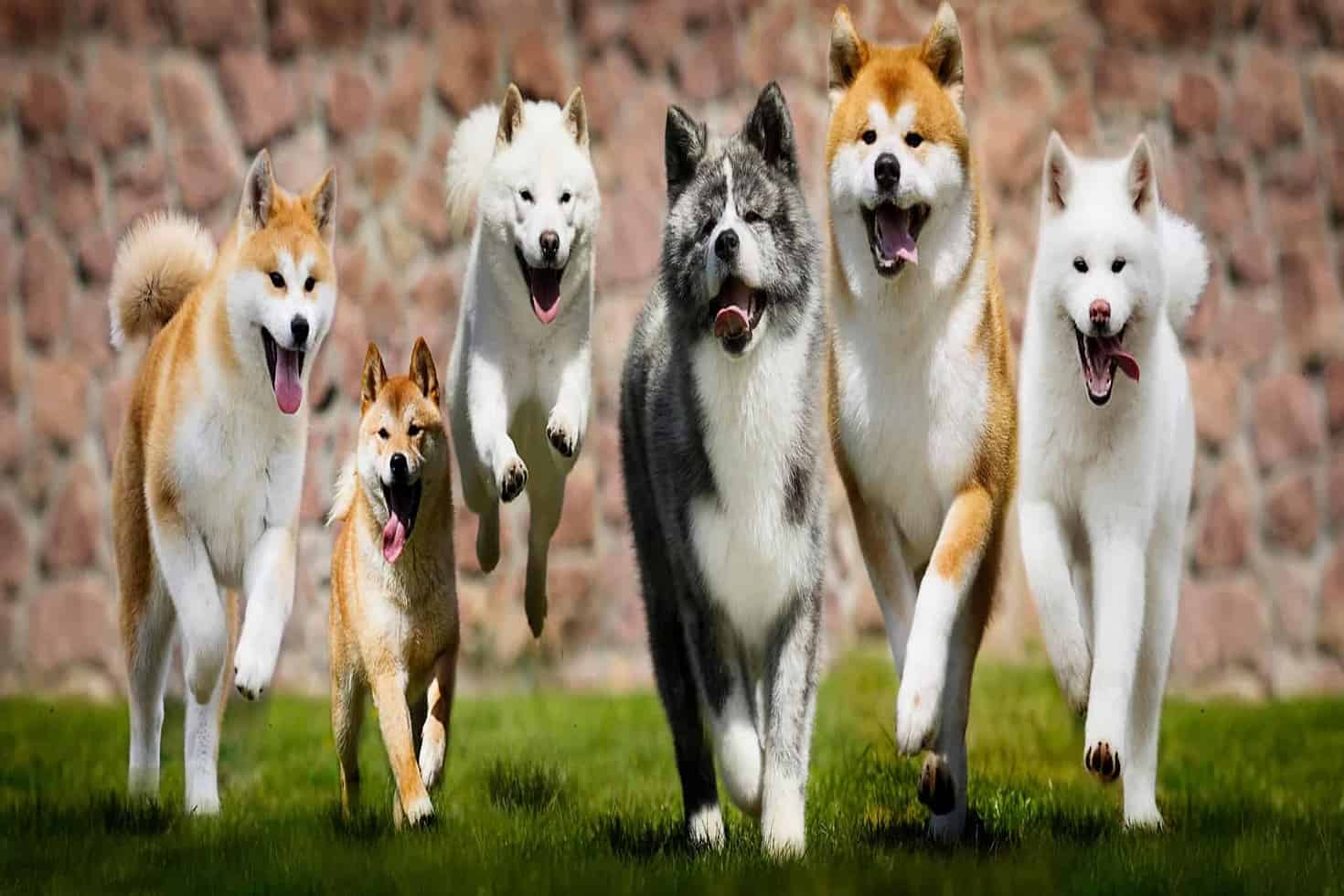 انواع سگ های آکیتا