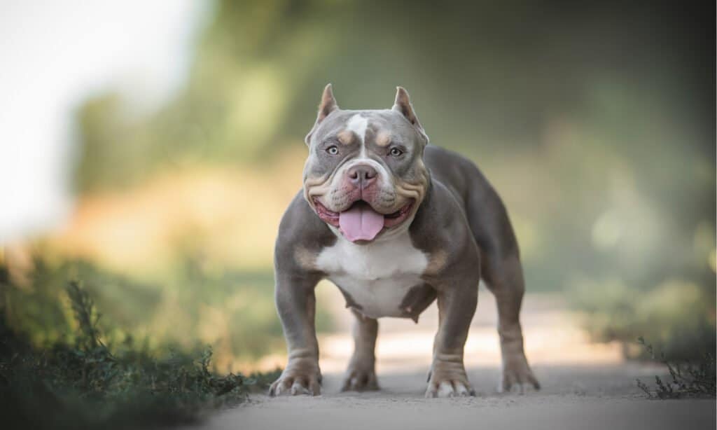 سگ American Bully در جاده