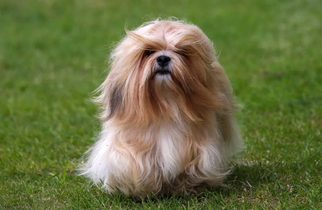 سگ Lhasa Apso از جلو