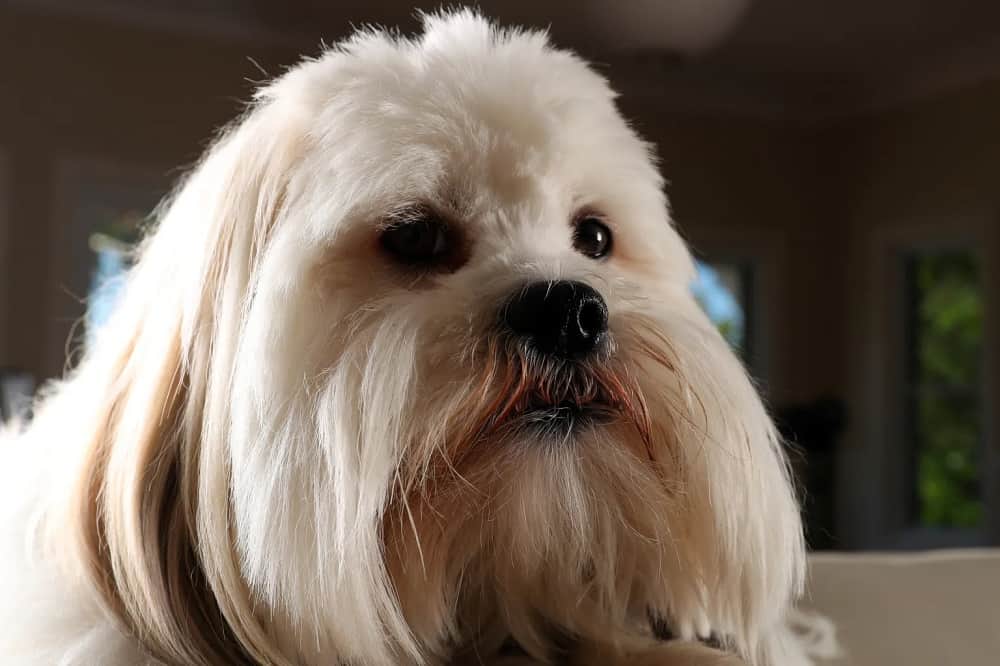 سگ Lhasa Apso از نمای نزدیک
