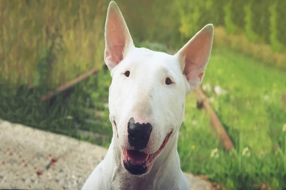 لبخند Bull Terrier