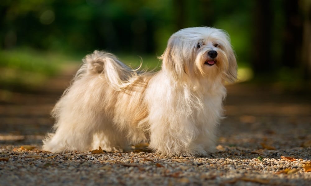 سگ Havanese در پارک