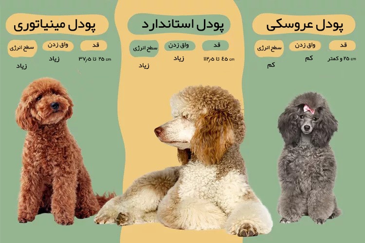 تفاوت انواع سگ پودل