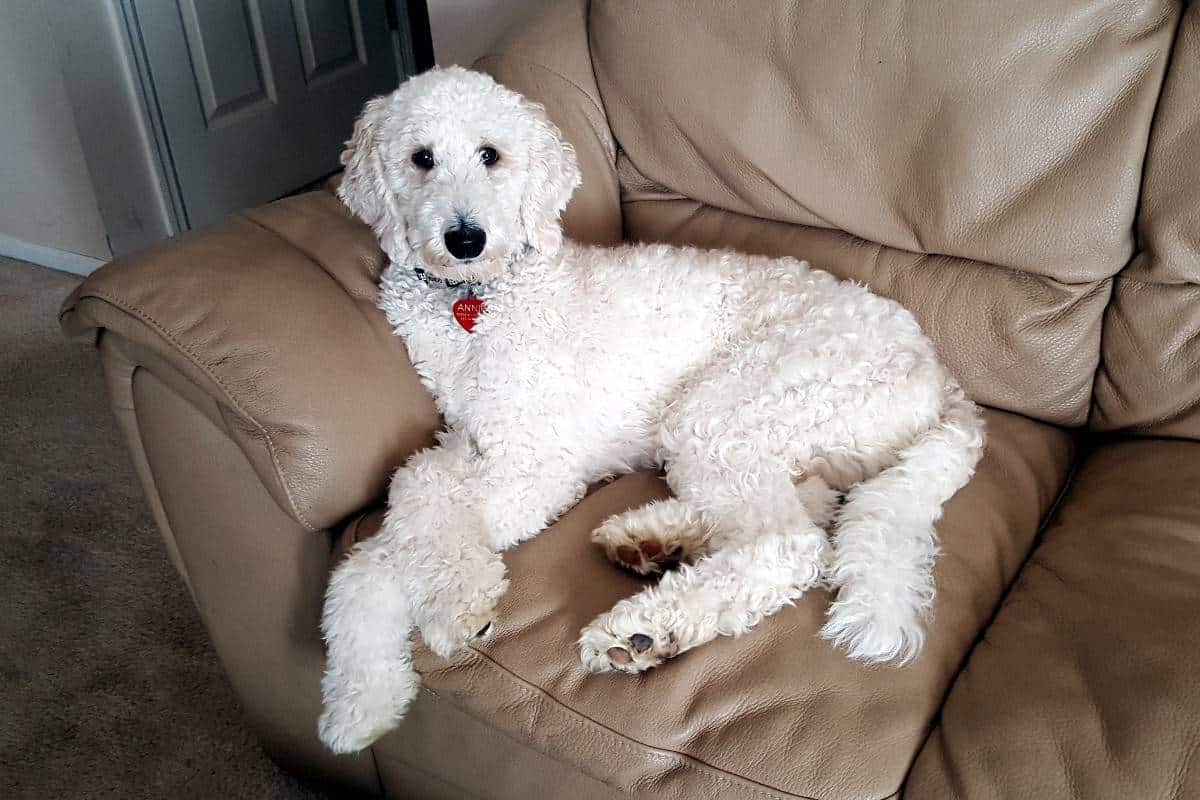 سگ هیپوآلرژیک Poodles