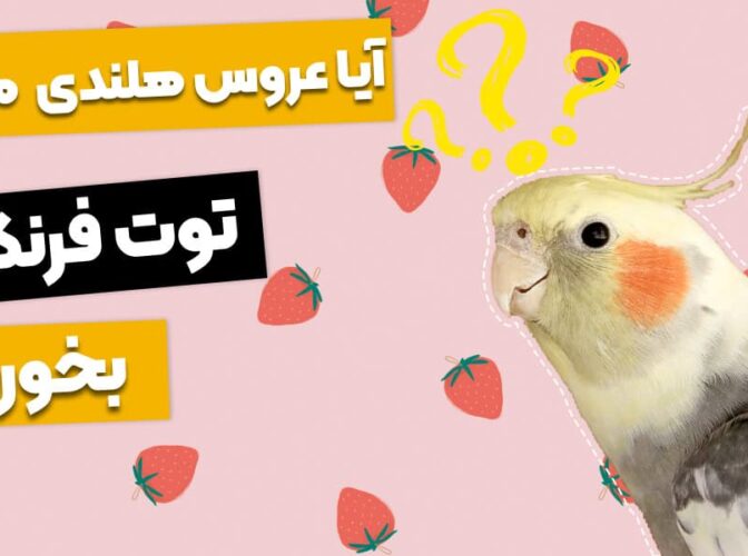 آیا توت فرنگی برای عروس هلندی خوبه؟