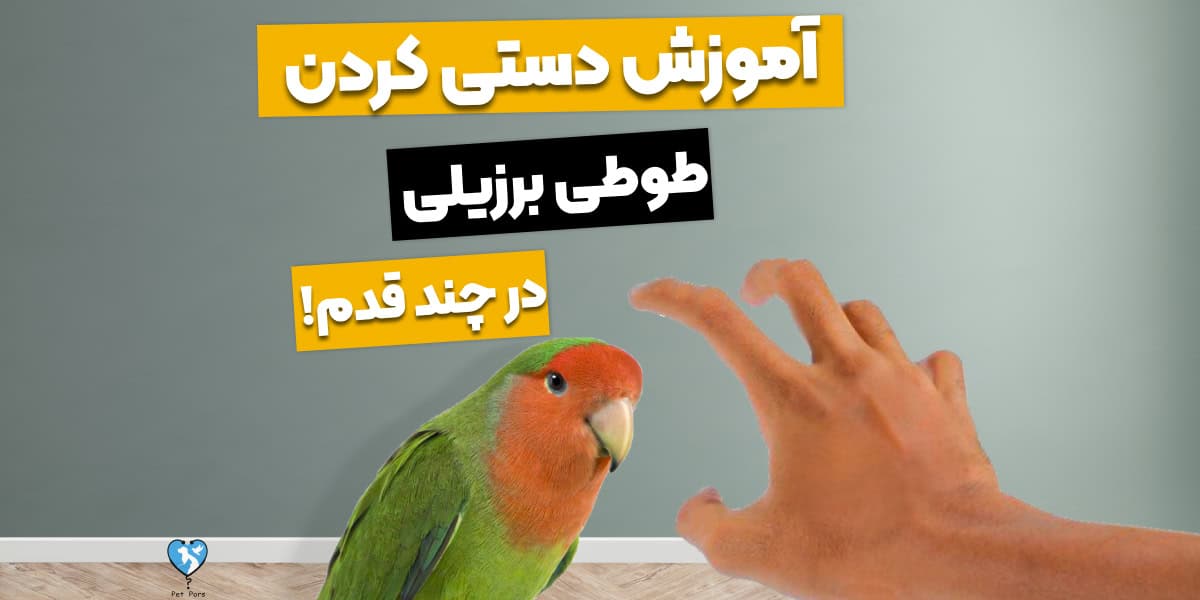 چگونه طوطی برزیلی را دستی کنیم؟ تنها در ۹ قدم اهلیش کن!