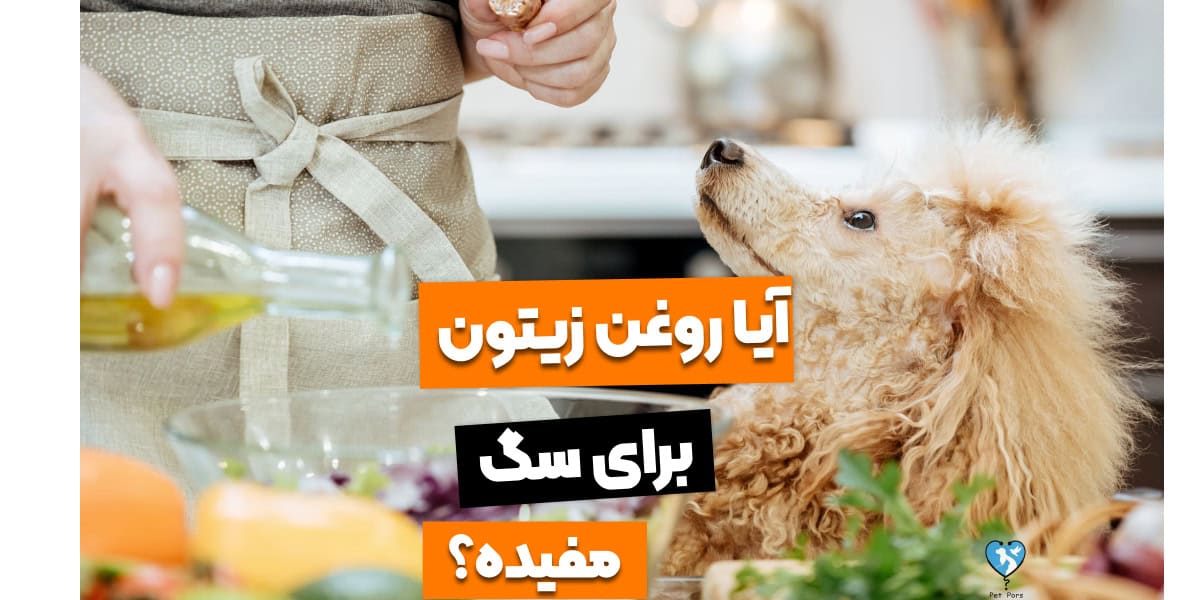 ۶ فایده روغن زیتون برای سگ!